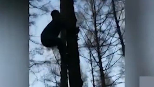 Специальная обувь для дерева