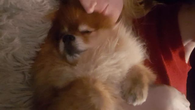 любимый шпиц Лео