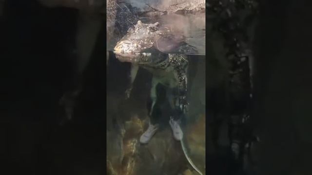 Крокодилы тоже бывают милыми