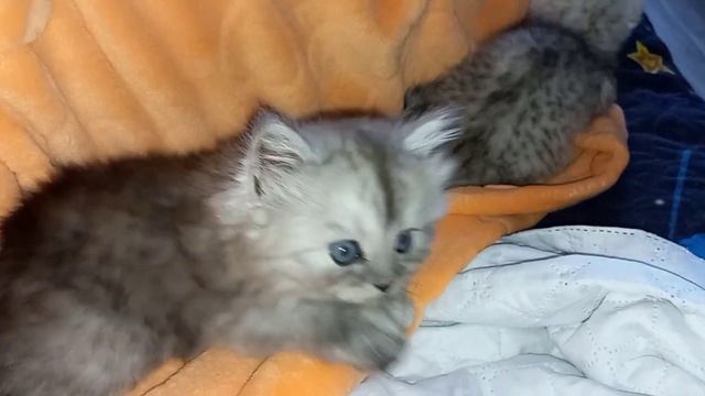 #shorts Оказывается, свой халат люблю не только я 😂