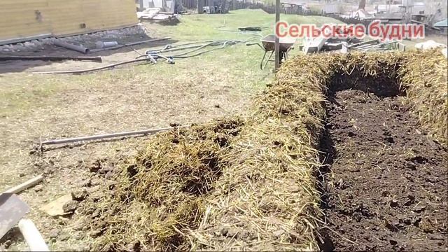 Сибирь, садим огурцы на навозе