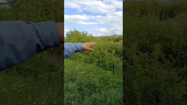 VID-20250516-WA0124.mp4