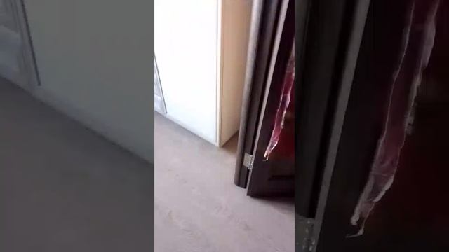 VID-20250511-WA0001.mp4