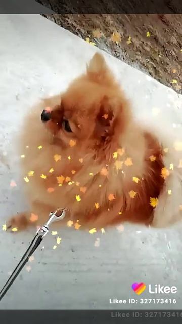 Милый шпиц