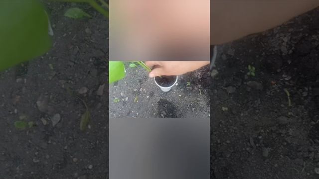 Сегодня купила рассаду баклажан посадила