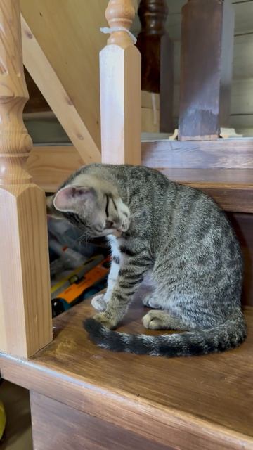 Кошечка Туся