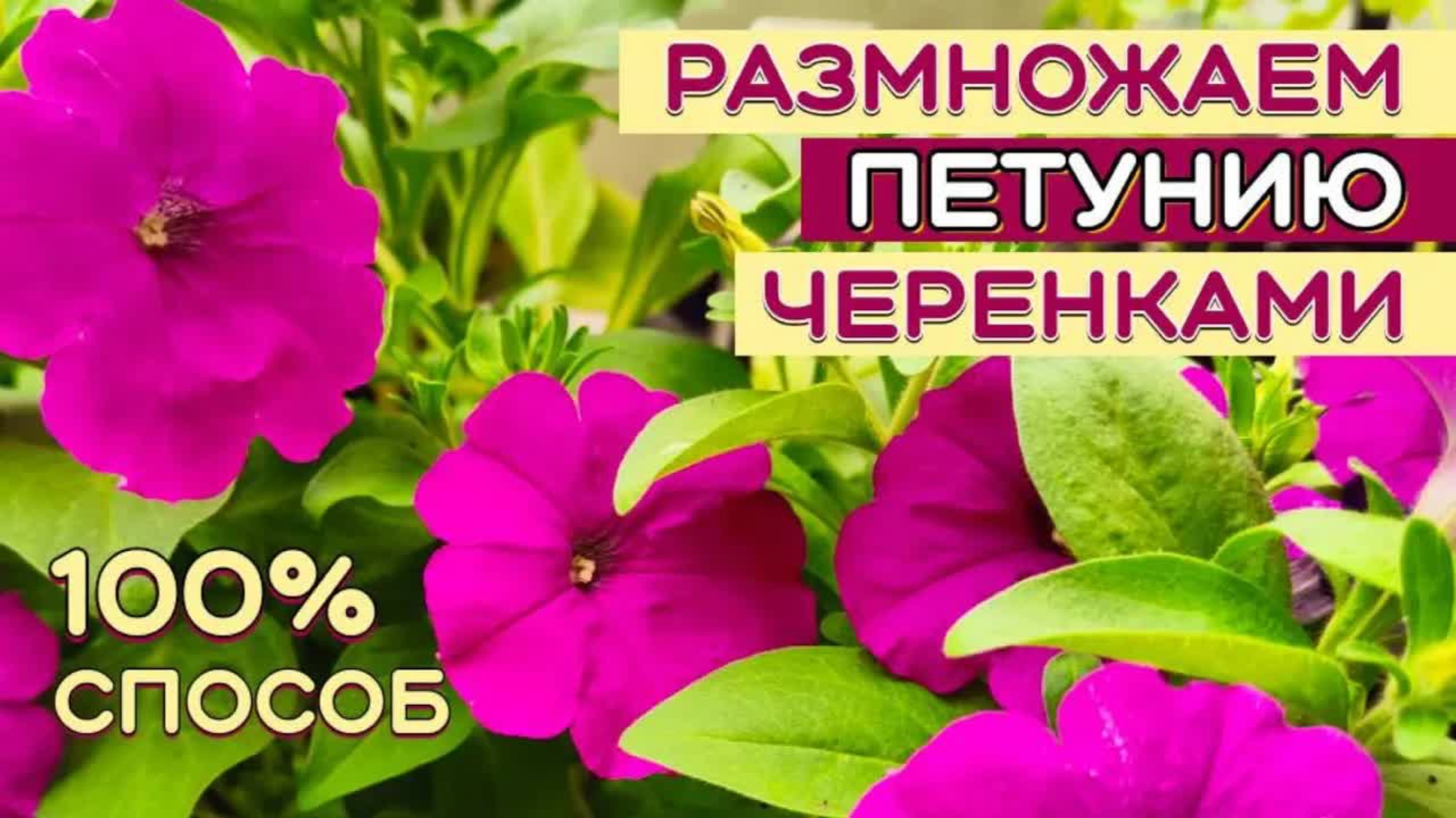 Вечно молодая петуния: секрет бесконечного размножения черенками от куста-маточника