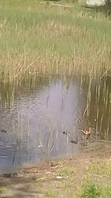 VID_20250515_121707.mp4