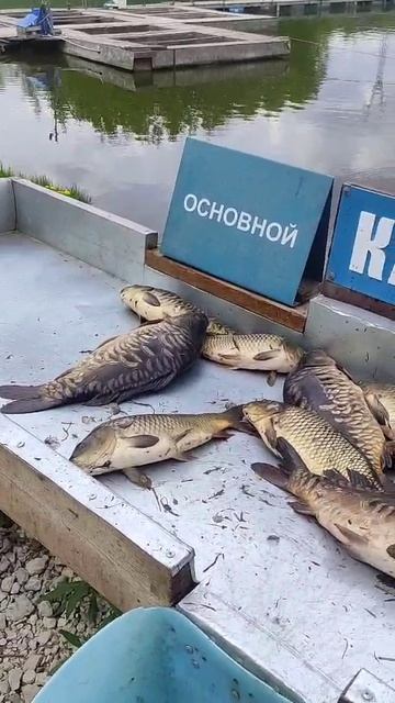 Рыбалка на карпа .