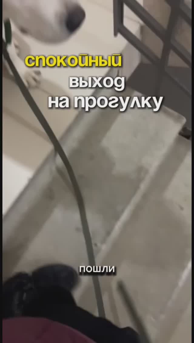 Спокойный выход на прогулку это реально ⬇️