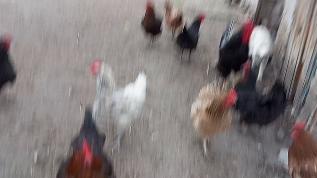 Курочки🐔