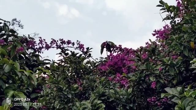 1000010450.mp4