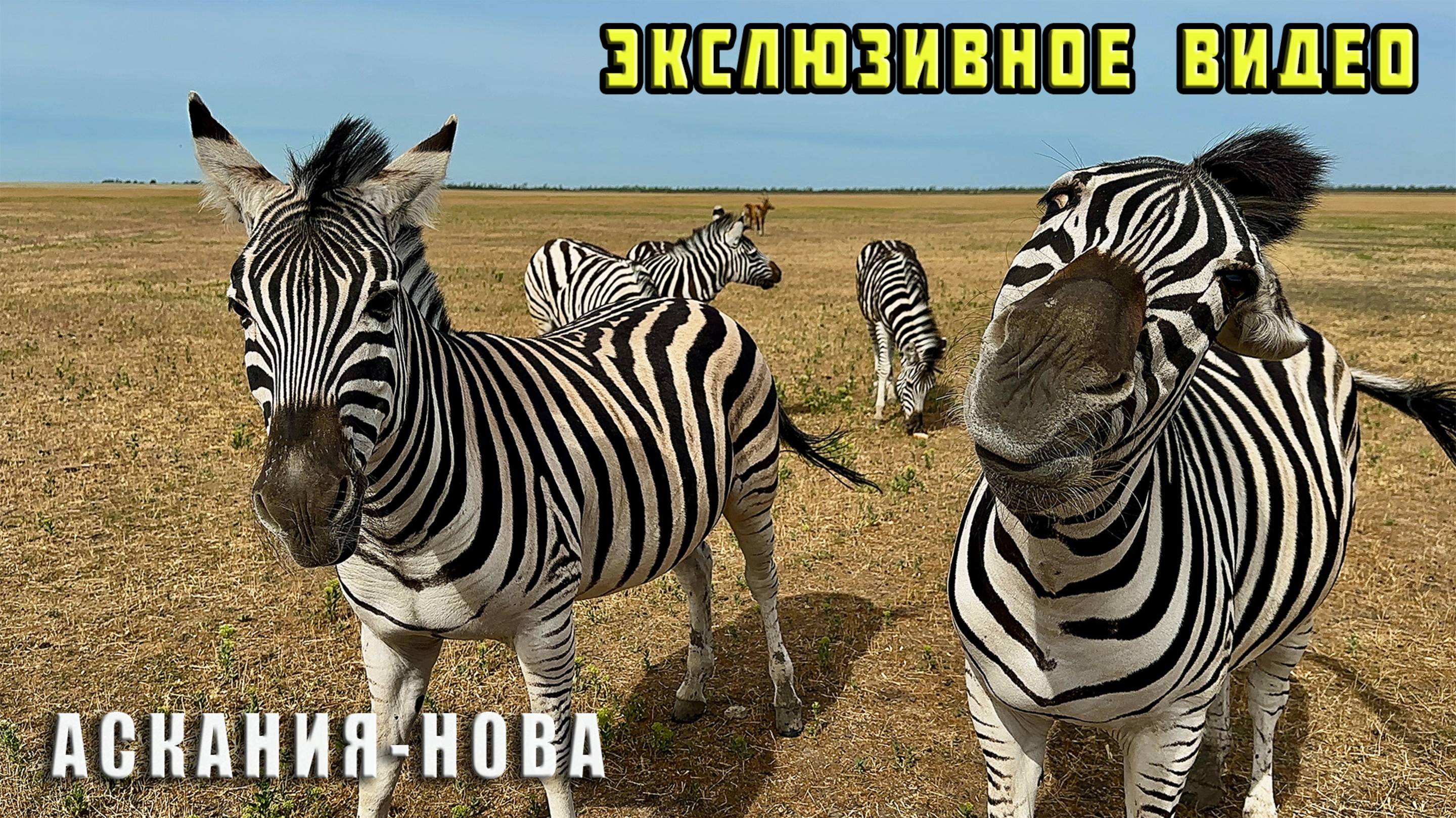 Заповедник "Аскания-Нова" - сколько стоит, где остановиться и общие впечатления. Херсонская область