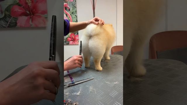 💥  Правило трёх «В» 🐾  Правильный Уход за Шикарными Померанскими Шпицами 🐶