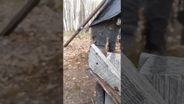 пробуждение таёжных клещей