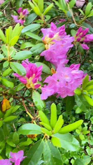 Цветут азалии #азалии  #azaleas