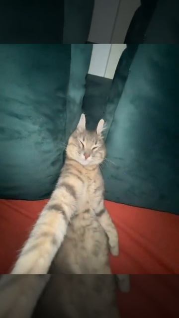 Опять котейка😃
