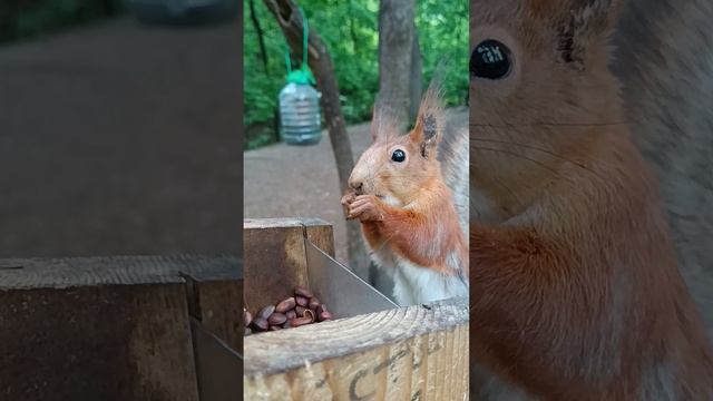 Белка ест орешки из кормушки