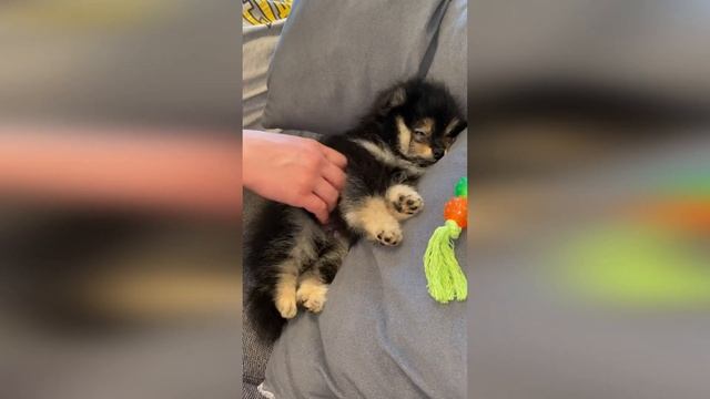 Мистер Шпиц отдыхает (Mr. Spitz is resting )