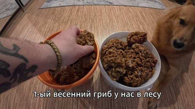 Грибы строчки.