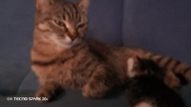 ✨✨котики!!✨✨