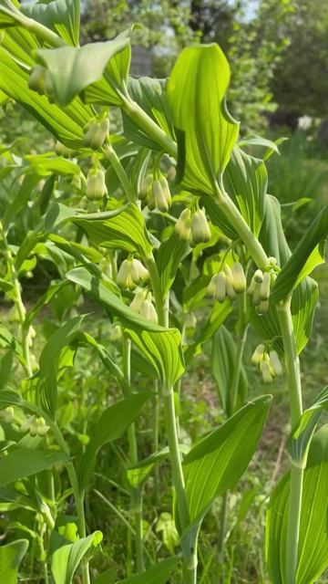 садовый ландыш купена #цветы #растения #flowers #уход