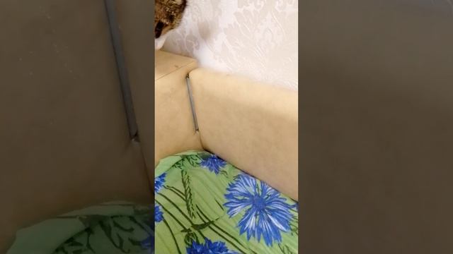 моя кошка маруся