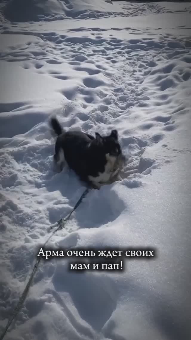 АРМА 🐕 Настоящее солнышко в обличии собаки! ☀️