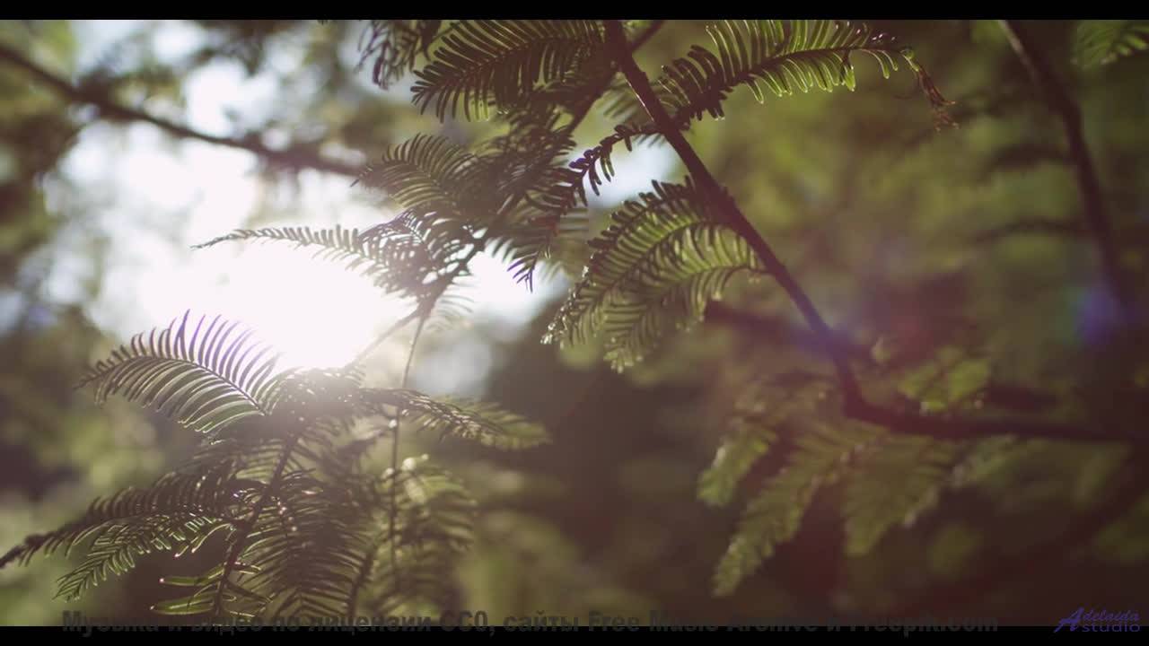 Почему этот лес НАВОДИТ УЖАС - When We Were Young -- Derek Clegg -- Man on the Run