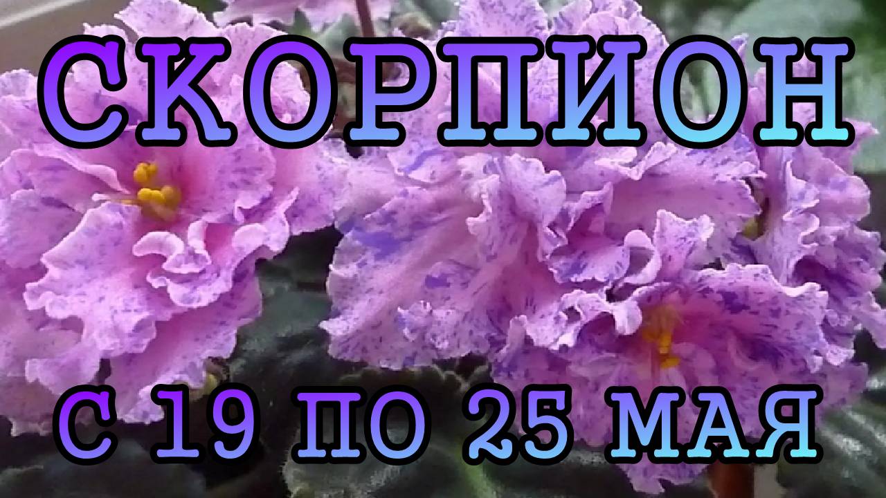 СКОРПИОН таро прогноз на неделю с 19 по 25 МАЯ 2025 года.