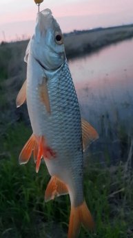 Первая плотва 2025 #рыбалка #рыбак #плотва #природа #улов2025 #рыбалка2025 #прк #прктв