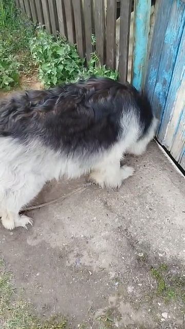 Айна ждет.