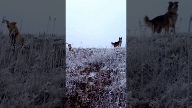 Первый снежок в Калининграде,  18.12.17 15:56