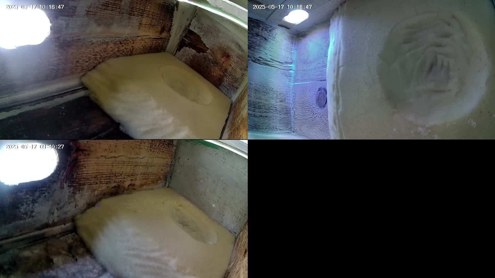 Камеры в гнездах стрижей / A camera in the nests of swifts