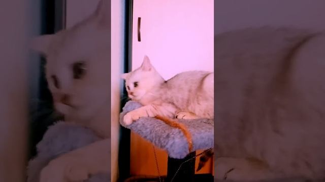 играет со своим платьем