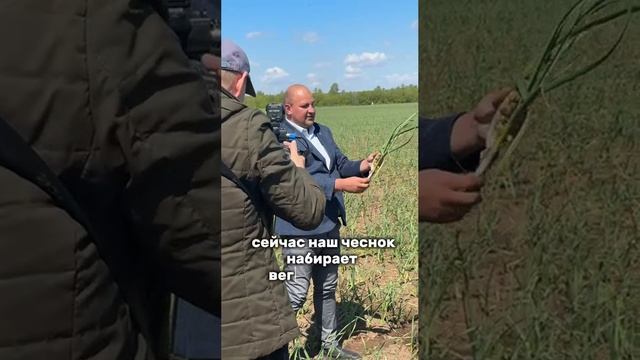 Почему чеснок? Где купить фермерский чеснок ? На сколько вырос чеснок? Интервью на ТВ Елабуга 24