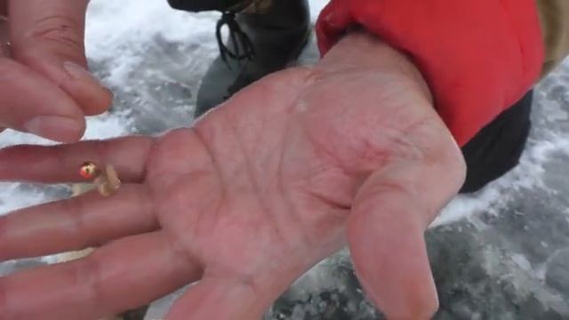 Зимняя ловля карпа. My fishing.