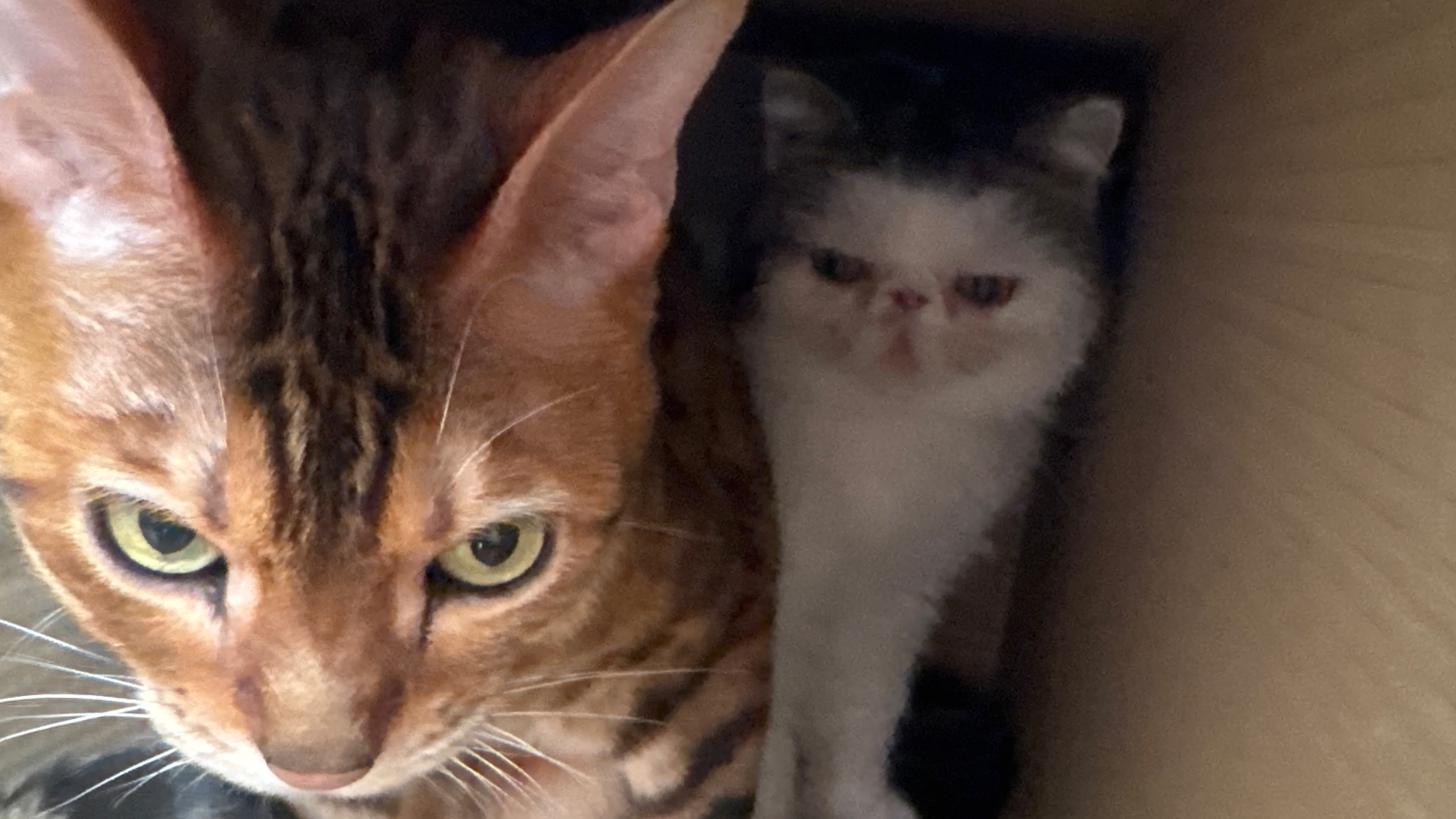 Мои коты