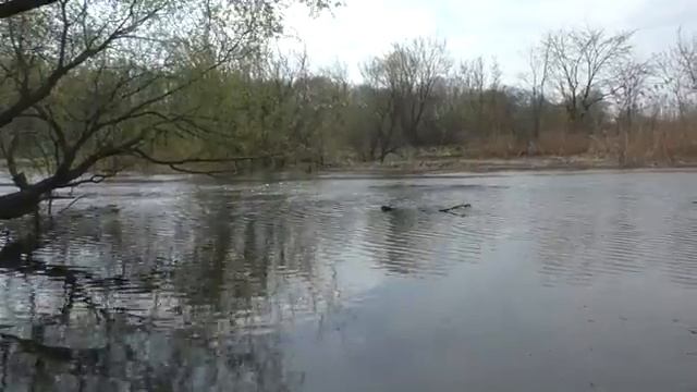 Рыбалка . Ловля карася на малой реке весной (в апреле). My fishing