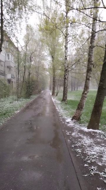 Аллея, снегопад, Петербург, 7 мая 2024.