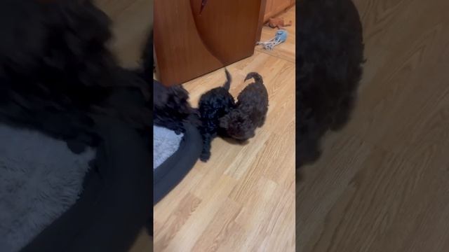 1000052585.mp4