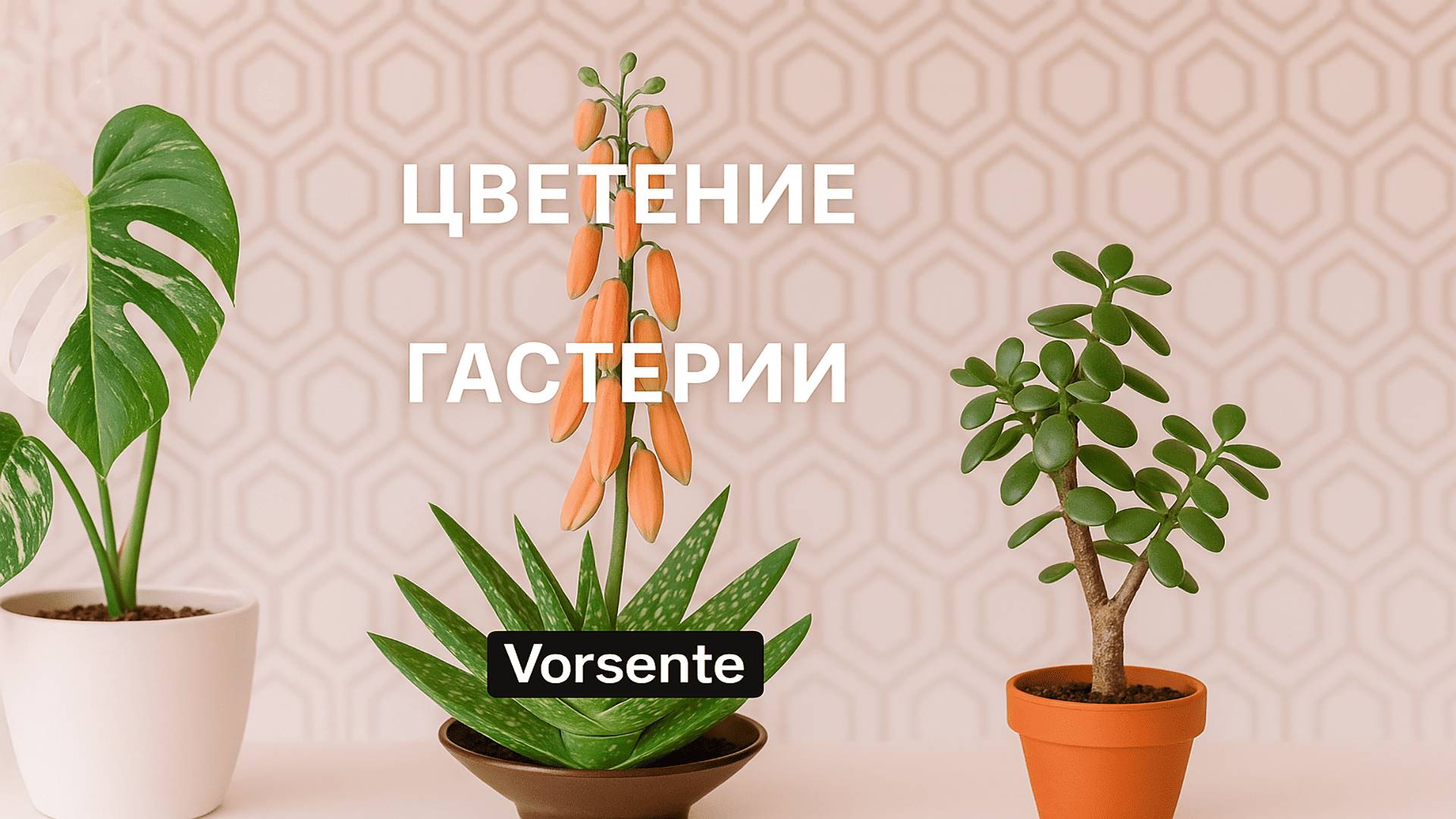 Как цветёт гастерия. Изменения в коллекции. еженедельный обзор коллекции