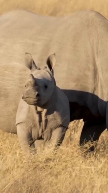 Носороги — одни из крупнейших животных на планете. 🦏 Носорог — уникальный представитель мировой ...