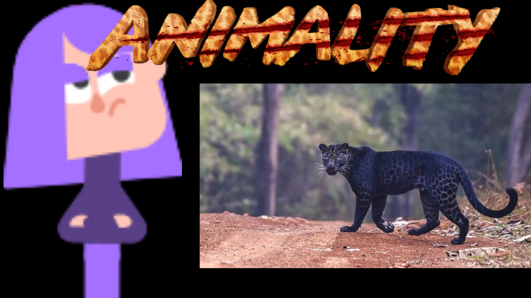 Lily animality - black panther
