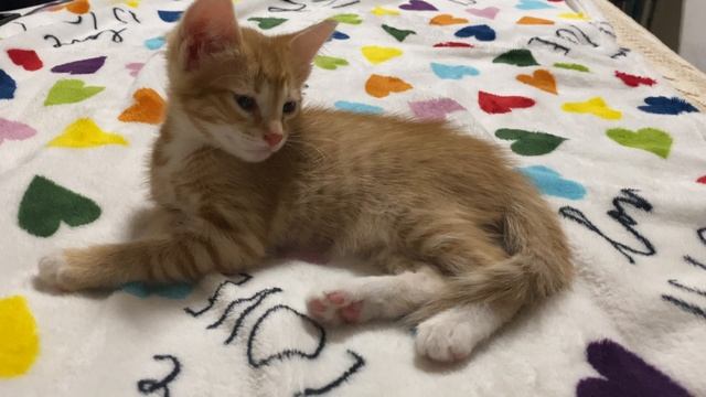 Тетин Котик
