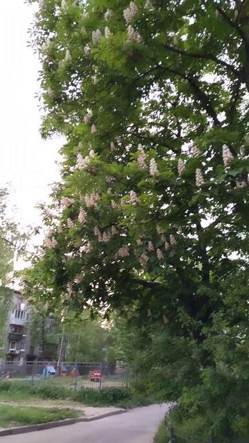 Цветение каштана.