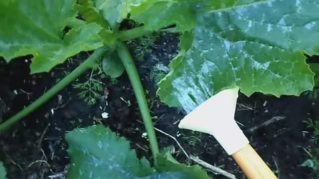 Корневая подкормка кабачков на компостных кучах