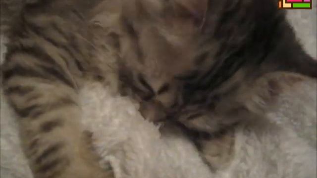Кошка и любимый халат