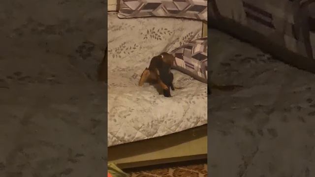 хотите собаку! Попрощайтесь с тапочками дома.