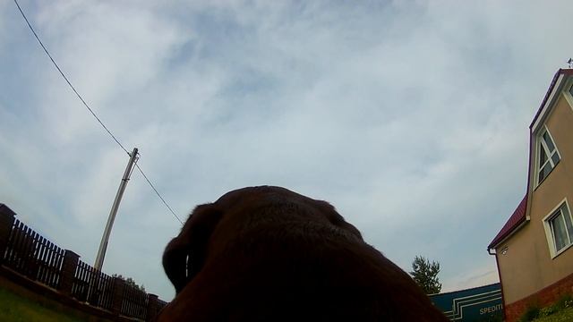 Игра в Puller и тест камеры EKEN H9R на собаке.Playing "Puller" and a camera test on the dog.